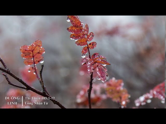 DƯỠNG LINH - Thi Thiên 103:1-12 – Lòng Nhân Từ