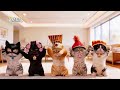 Một cú nhảy cam say quá tôi vẫn không nói về cái mũ hoàng đế đó