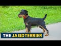 Jagdterrier: Your Guide To This Fearless Little Hunter Dog Breed! の動画、YouTube動画。