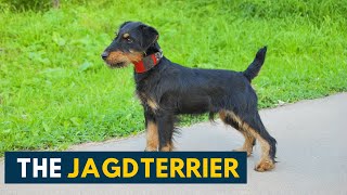 Jagdterrier: Your Guide To This Fearless Little Hunter Dog Breed!