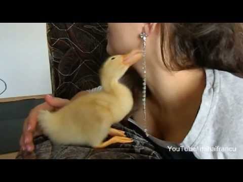 Cute Duckling Reloaded