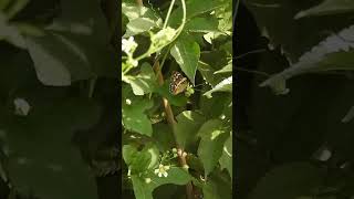 Speckled Wood On White Bryony