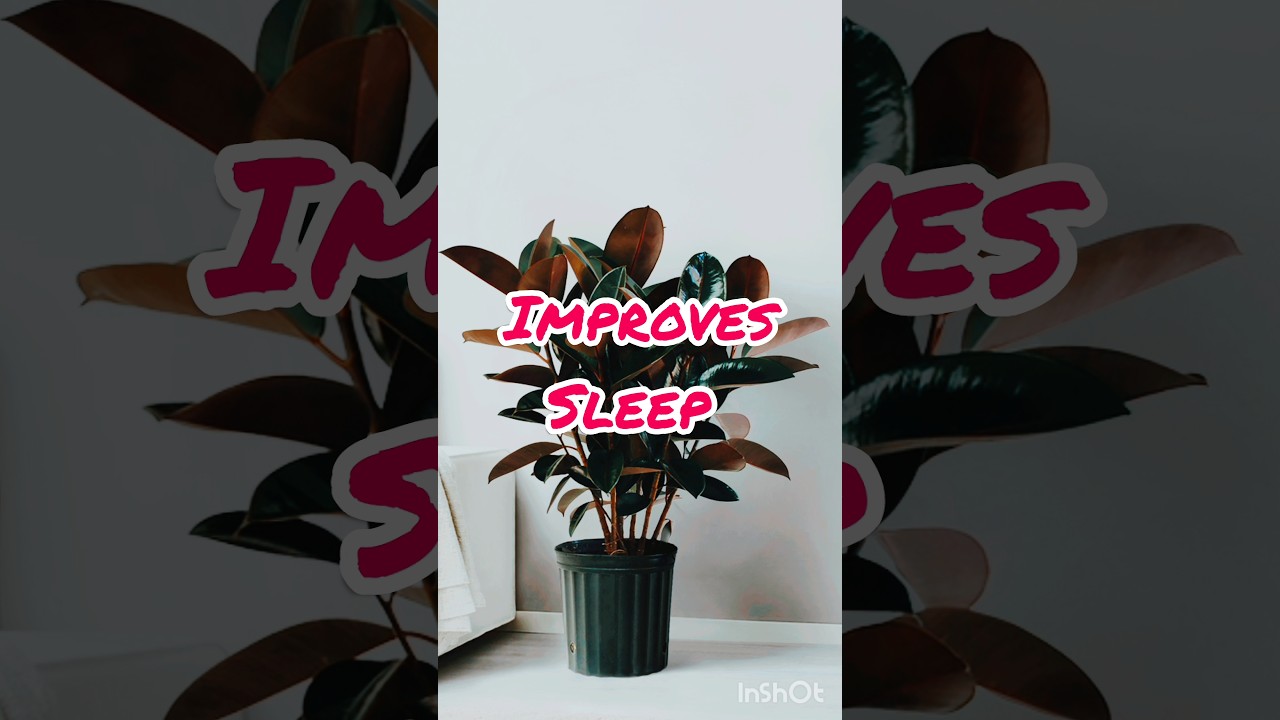 Rubber plant