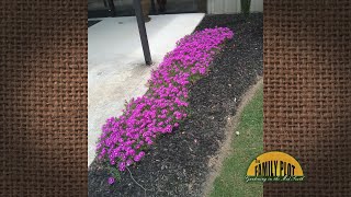 Celebrity Q&A – What are these flowers? A: Asters Profile