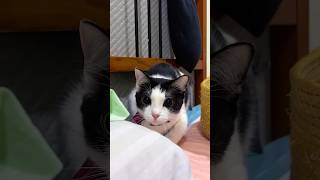 Funny Cats 😺 Episode 88 #Shorts