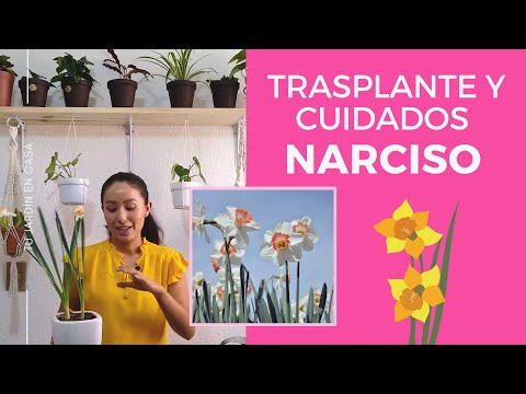 Video: Trasplante de plantas de narcisos - Cómo dividir y trasplantar narcisos