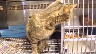 Cleo (cat)