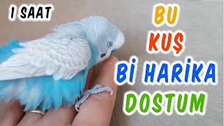 İNTERNETİN FENOMEN KUŞU BONCUK İNSAN GİBİ KONUŞUYOR | 1 SAAT | DİNLET KONUŞSUN