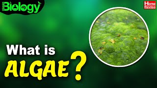 What Is Algae? | Types of Algae | Biology | Home Revise