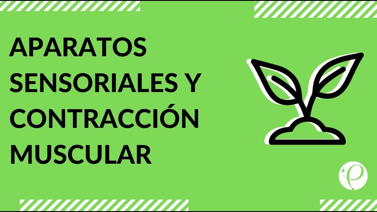 clases online gratis Estudia para la PSU - Biología - Aparatos sensoriales y contracción muscular