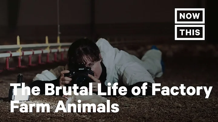 An Inside Look at Factory Farms, via Photographer Jo-Anne McArthur | NowThis - DayDayNews