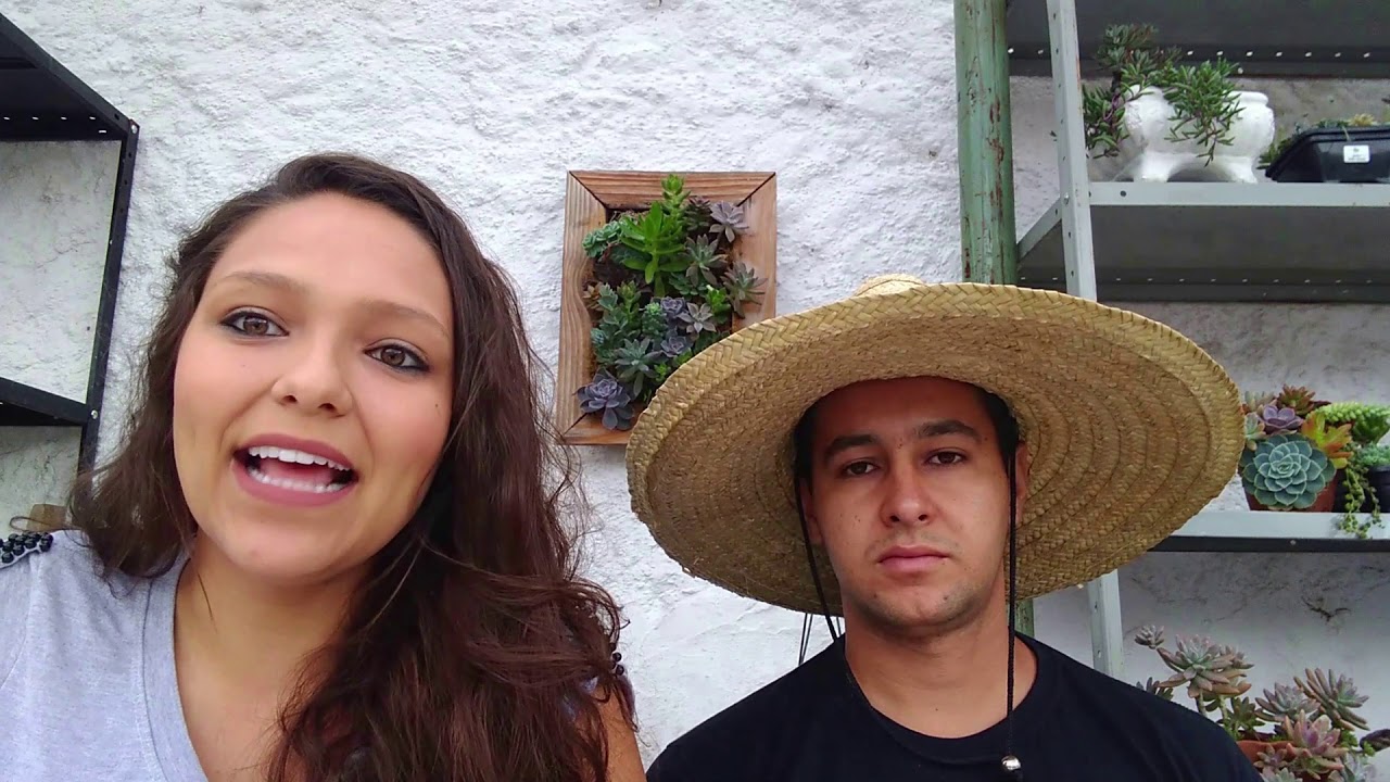 Quem planta colhe 🍀 Ganhe dinheiro com #SUCULENTAS 👏