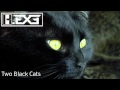 Hexe  two black cats