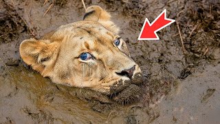 видео: Львица плакала и умоляла мужчину спасти ее из болота. То, что сделал львенок, было шокирующим. картинка: Львица плакала и умоляла мужчину спасти ее из болота. То, что сделал львенок, было шокирующим.