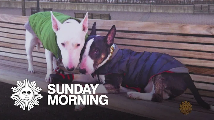 "When Harry Met Minnie": A NYC fairy tale of puppy...