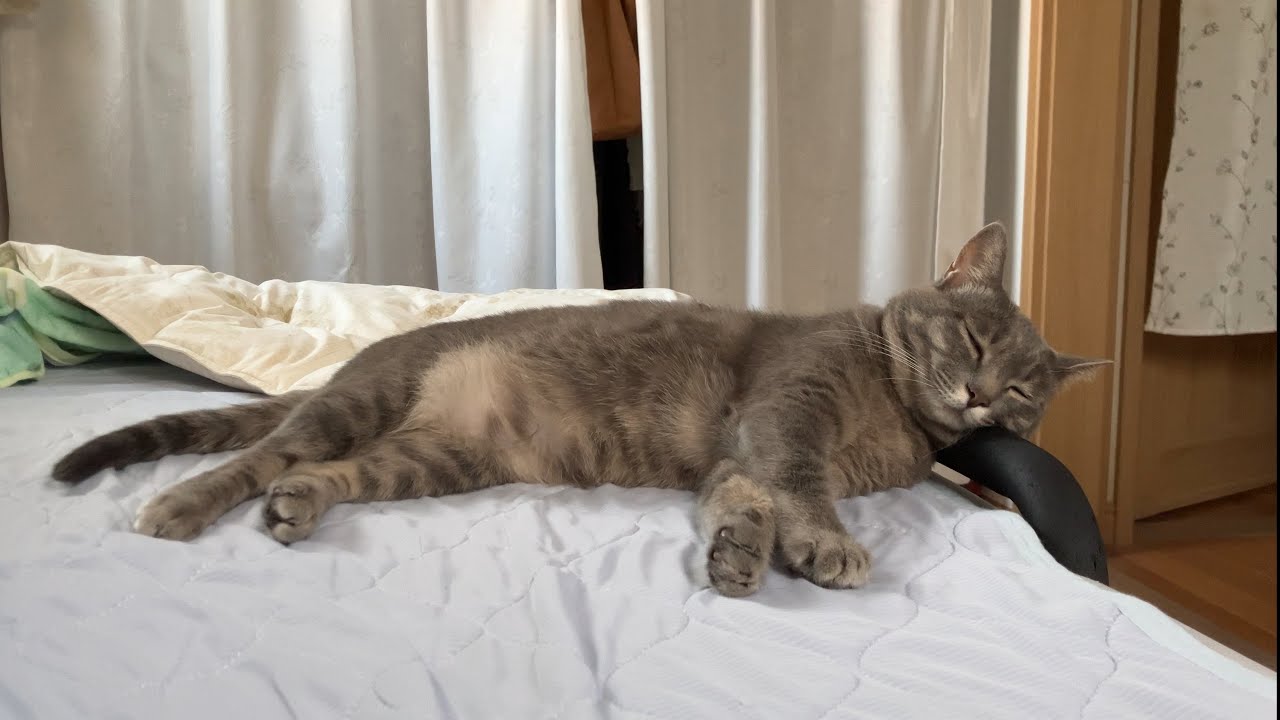 A quiet and peaceful summer for the cuddly cat Hana and Grandma