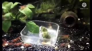 My Red cherry shrimps and guppies set up