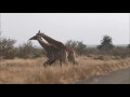 Giraffes fighting South Africa