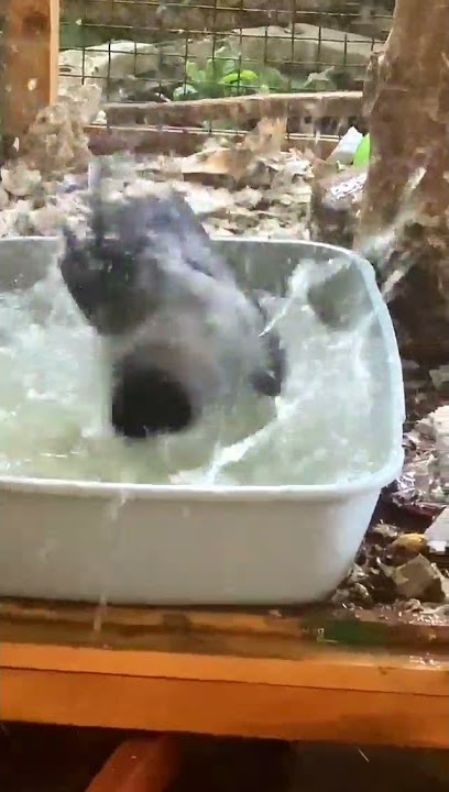 Its My Life | Sri Lankan Version | Sandaru Sathsara #shorts #youtubeshorts #trending