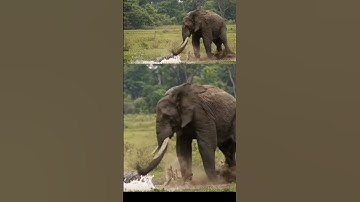 SHOCKING! Elephant SMASHES Crocodile After Vicious Trunk Attack!