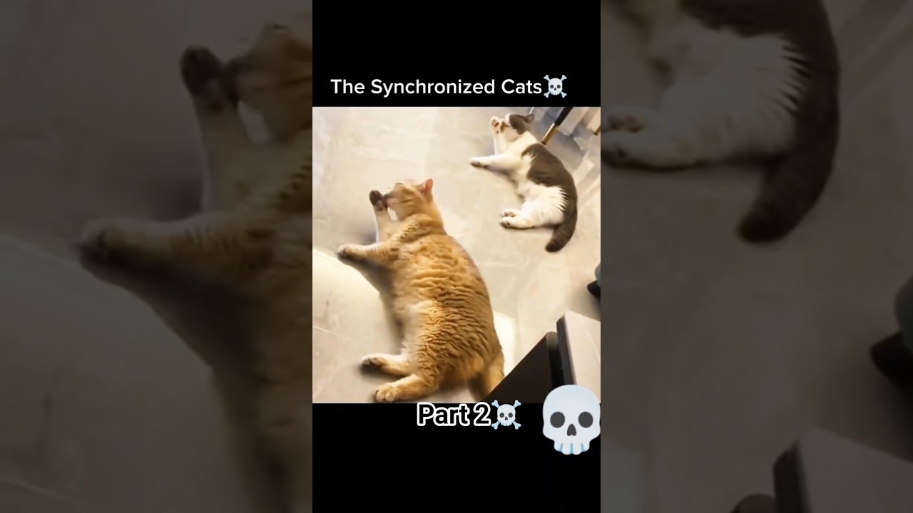 The Synchronized Cats ☠️ |Part 2 #cat #cats #catlovers #shortsfeed #edit #viral #fyp