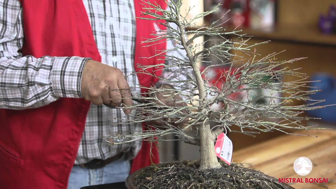 3. Árboles de Colección: La poda y el aclarado del Acer