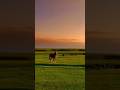 How about a fascinating feature documentary about horses? #documentary #animals #horse