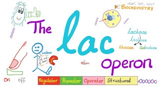 Lac Operon & Trp operon - Regulator, Promotor, Operator - A Comprehensive Explanation from A to Z