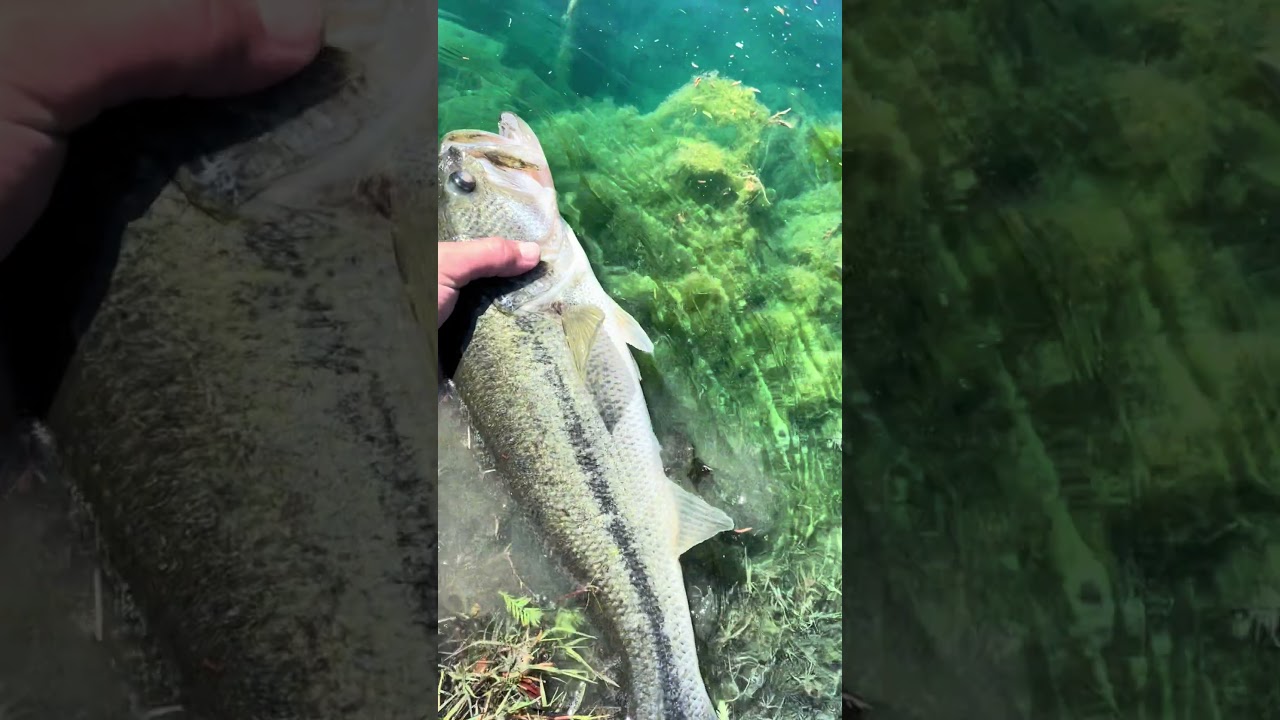 BIG BASS #fishing #bass #bassfishing #nature #outdoors #release #shorts #fyp