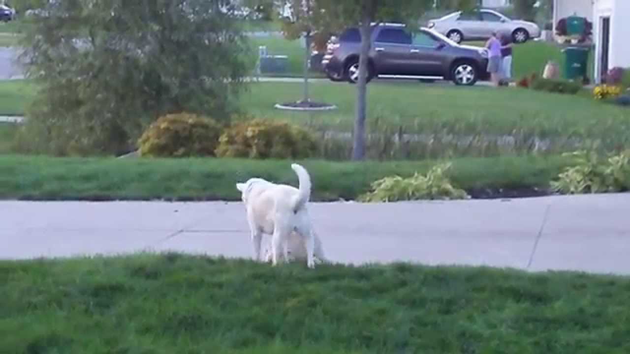 Big Dog vs Small Dog Fight HD YouTube