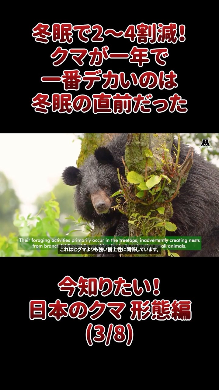Losing 20-40% of their weight during hibernation! Bears are at