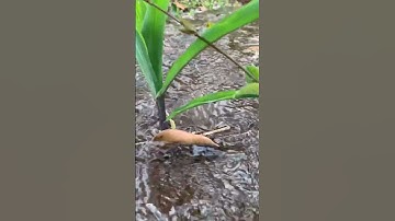 Watering corn field#video