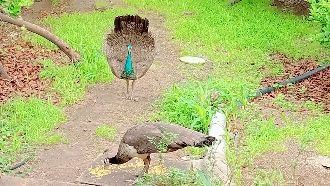 Peacock 🦚 Peahen 🦆 Mangoos 🦔