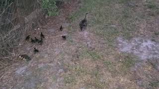 Helping the ducks back to the pond