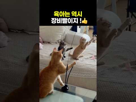 요즘 어미냥이의 스마트한 육아법 thumbnail