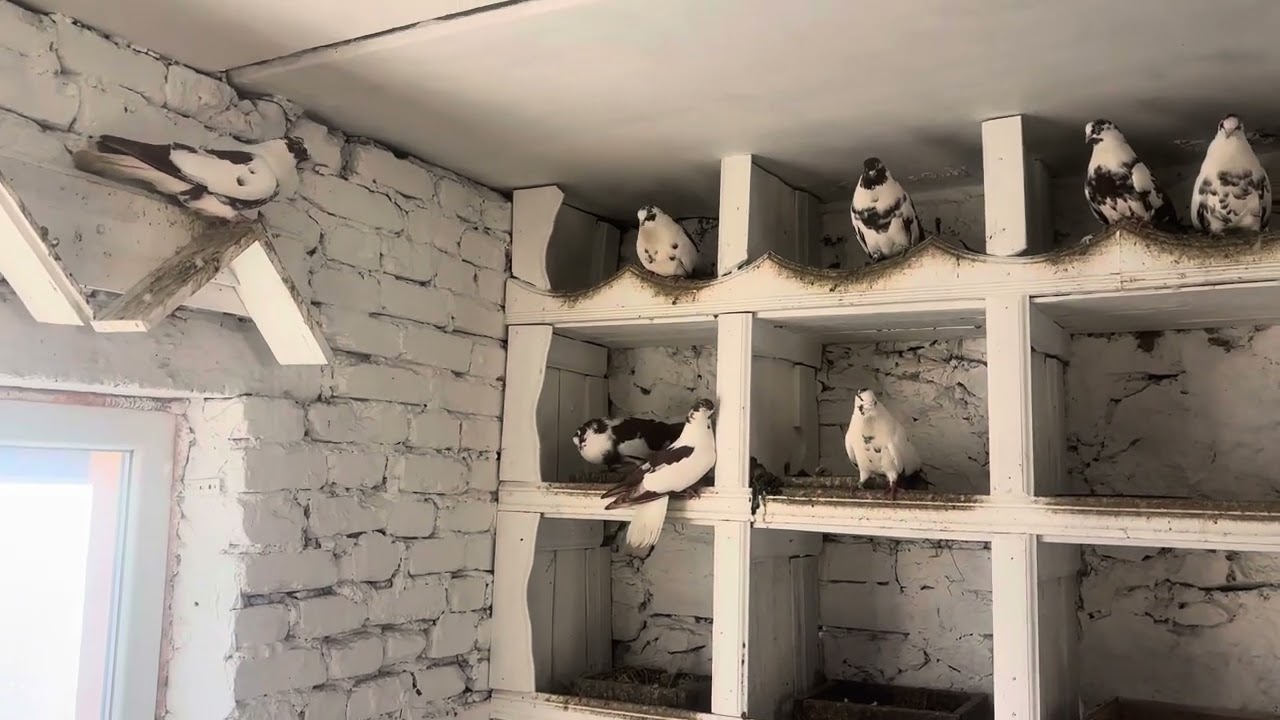 Червонорябі Миколаївські голуби Анатолія Степановича. м. Камʼянське.  2ч.