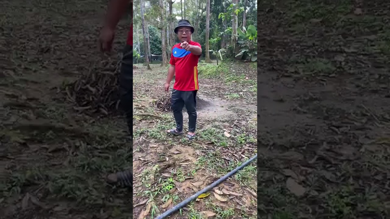 Belum selesai lagi pagar durian ini jadi gaduh