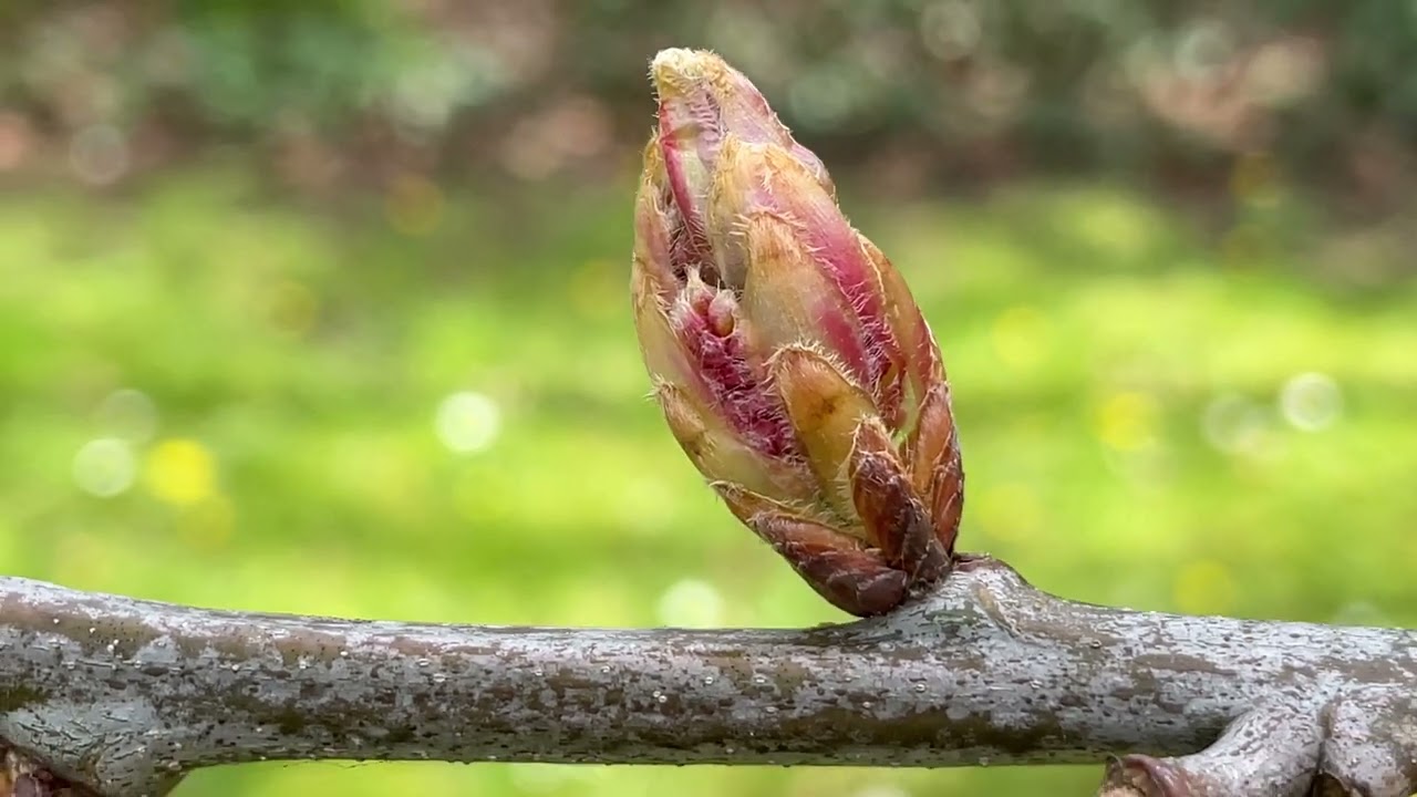 Red oak - twig & bud close up - April 2022