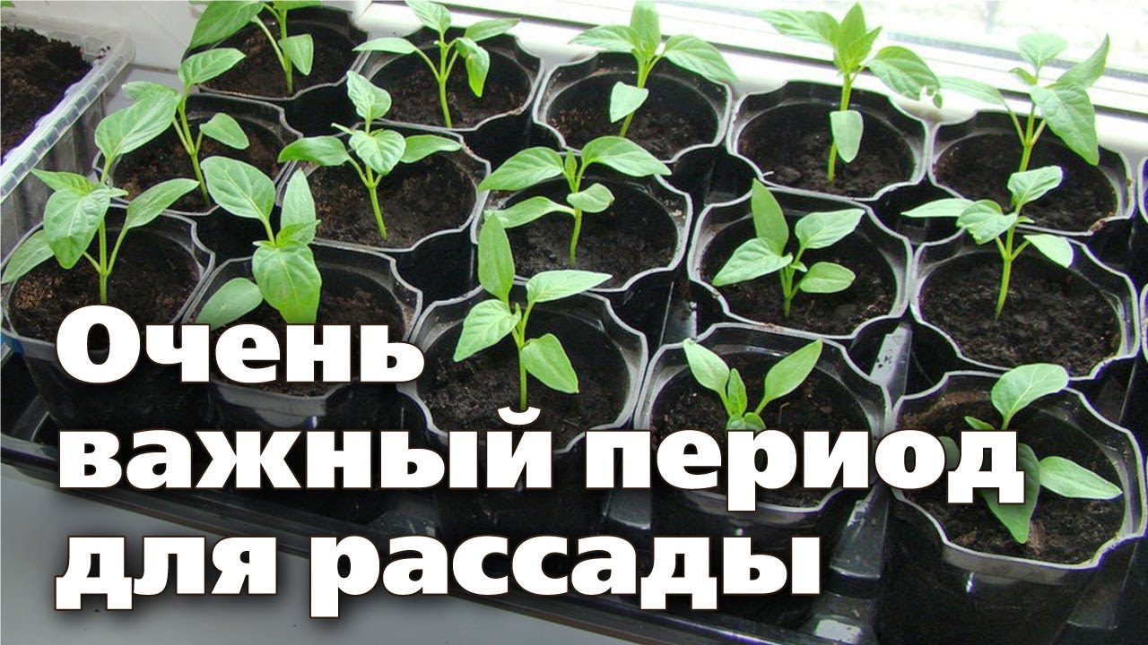 Через сколько подкормить рассаду после пикировки. Подкормка петунии после пикировки рассады. Урожайный огород Янтарная кислота для рассады после пикировки. Как правильно опудрить корневином рассаду после пикировки?. Чем подкормить рассаду после пикировки.