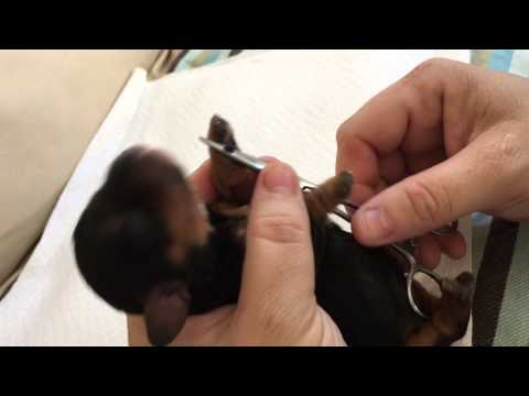 yorkie dew claw removal painless and dew claw removal doovi yorkie dew claw removal painless and dew claw removal doovi