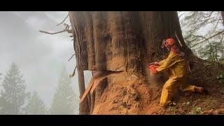 TLDW: Cutting HUGE 10 ft cedar tree with 42” bar
