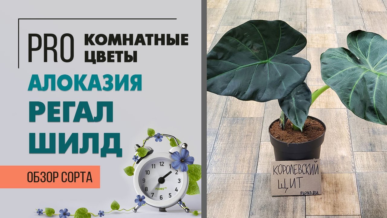 Пересадки весна 2024 часть 1. Озеленение спальни. Пересаживаем фикус, папоротники и аглаонемы