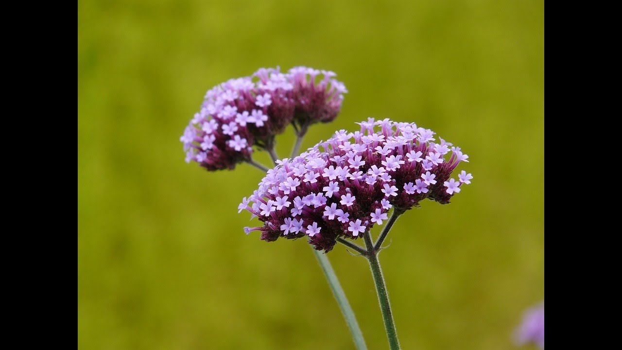 Vervain 5 Benefits of a Versatile Herb