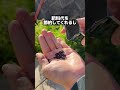 雑草は買う時代#家庭菜園 #家庭菜園初心者