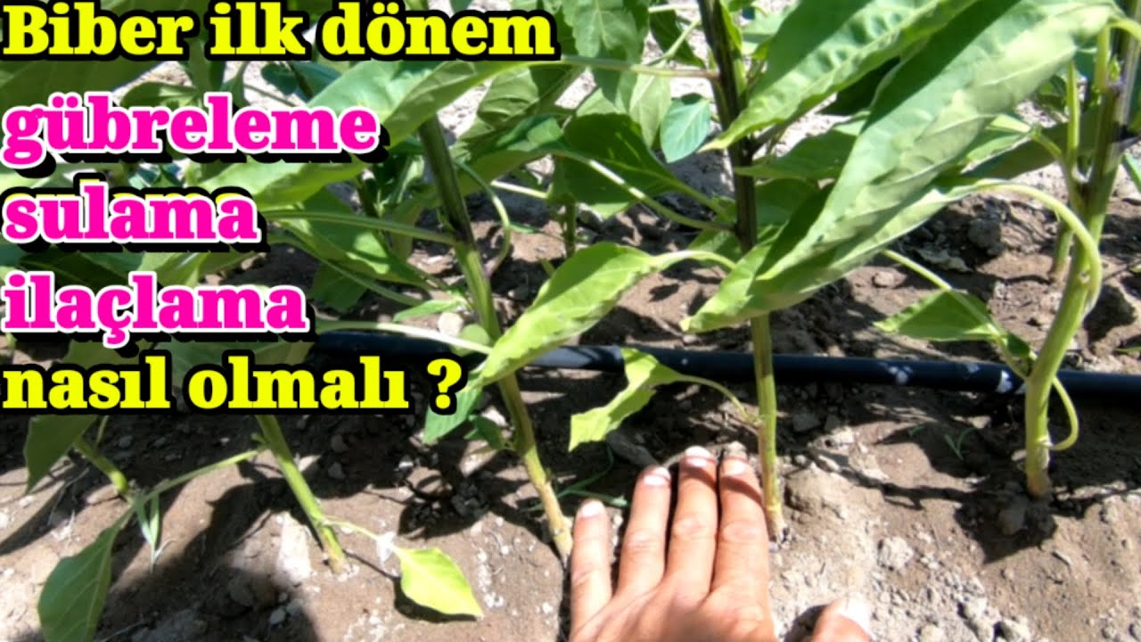 Biberde ilk dönem sulama gübreleme ve ilaçlama nasıl olmalı biber yetiştiriciliği Mersin Tarsus