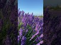 Massignano; la magia dei campi di lavanda in fiore 💜