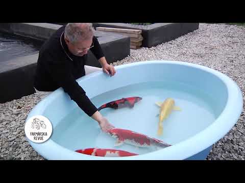 Video: Chov Zlatých Ryb