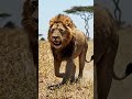 lion in jungle