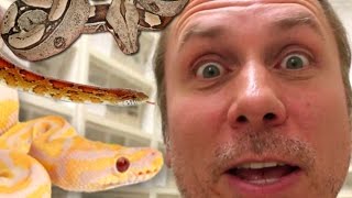 ULTIMATE SNAKE ROOM TOUR! THOUSANDS OF SNAKES! | BRIAN BARCZYK