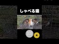【空耳】日本語をしゃべる猫www #空耳 #fyp #おもしろ #面白い